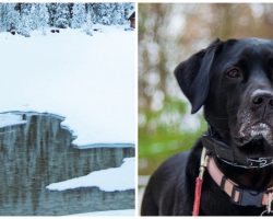 Man Repeatedly Slams Dog Backwards Onto Ice While Buddy Tapes Him