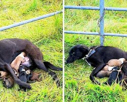 Owners Chain Mama Dog To Gate & Dump Her, Even As She Fed Her Litter In The Rain