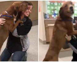 Lost Dog Smothers Mom With Kisses When She Sees Her For First Time In 2 Years