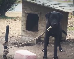 They Pull Over To Untangle A Dog, And The Owners Say They Don’t Want Him