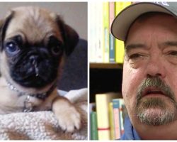 Dog Dad Wants Others To Learn From Mistake That Cost New Puppy His Life