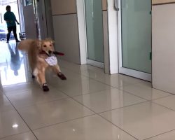 Golden Retriever Basically Treats The Vet’s Office As If It’s The Playground
