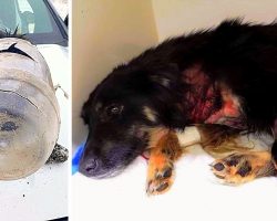 Thugs Shoot Dog 6 Times, Stick A Jar Over Her Head & Leave Her To Freeze In Snow