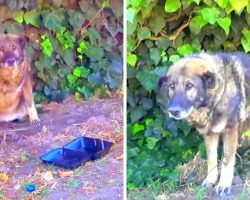 Horrible Owner Dumps Sick Senior Dog In A Park, Dog Cries As He Waits For Owner