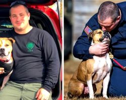 Pit Bull Saved From Dog Fighting Ring Can’t Stop Smiling After Becoming A K9