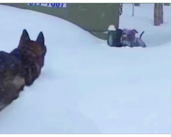Helpless Dog Stuck In Pile Of Snow And Heroic German Shepherd Lunges To Save Him