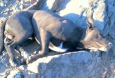 Dog with Bullet Wounds is Found by Hiker, Who Carries Him For An Hour Until Help Arrives