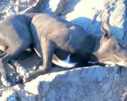Dog with Bullet Wounds is Found by Hiker, Who Carries Him For An Hour Until Help Arrives