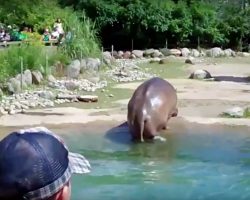 Hippo Unexpectedly Lets Out “Massive Fart” In View Of The Zoo-Goers
