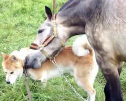 After Being Separated For 7 Months, A Horse And Dog Finally Reunite
