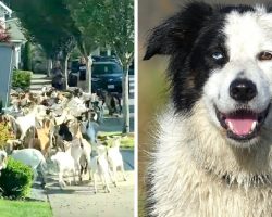 Hundreds Of Goats Escape Enclosure & Border Collie Called To Get Things ‘In Control’