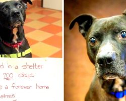 Sad Dog Spends 700 Lonely Days In Shelter, Begs For Someone To Give Him A Home