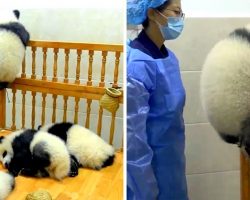 Chubby Baby Panda Tries Escaping His Crib During Naptime, Comically Gets Stuck