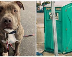 Dog Found Stuffed Into Crate & Zip Tied In Cold Outdoor Portable Potty