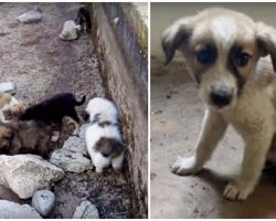 Litter Of Puppies Were Dumped To Fend For Themselves & He Was The Only Survivor