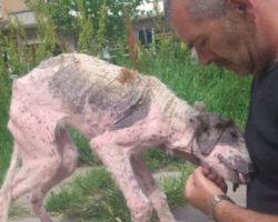 A Man Makes A Desperate Attempt To Save A Street Dog That Is On The Verge Of Death