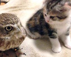 Kitten And Owl Take To Each Other, Become Best Friends