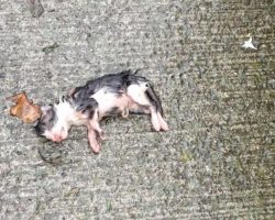 Woman Finds Tiny Kitten Tossed Out On The Concrete All Alone In The Rain