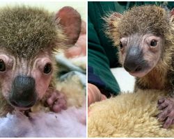 Dog Finds Sick & Orphaned Baby Koala Just Before Fire Burns His Home Down