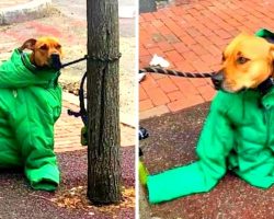 Woman Sees Dog Shivering In Cold Outside, Gives Her Own Coat To Keep Him Warm