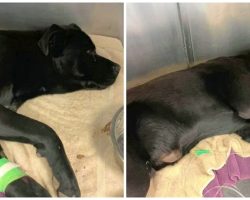 Black Lab Mix Found Shot With High Powered Gun, Tossed Away Like Trash