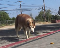 People Shot Stray Dog With A Pellet Gun For Hanging Around Elementary School
