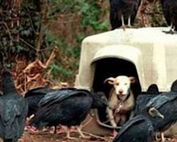 Vultures Swarm Puppy Next Door Letting Neighbors Know She’s On The Way Out