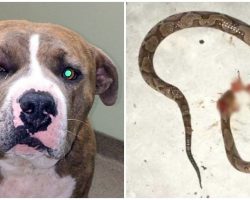 Loyal Pit Bull Leapt Into Action To Save His Human From Venomous Snake