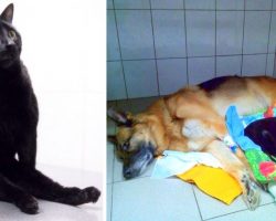 Paralyzed Cat Drags Himself Around To Cuddle With Sick Dogs And Comforts Them