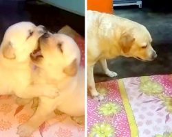 Mama Dog Schools Her Troublemaking Pups For Fighting Dirty & Talking Back At HerMama Dog Schools Her Troublemaking Pups For Fighting Dirty & Talking Back At Her