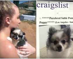 Man Sells His Girlfriend’s Puppy On Craigslist While She’s At Work, Then Dumps Her
