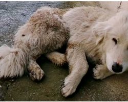 She Chased After Her Dad For Miles, Collapsed On The Sidewalk In Defeat