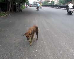 Dog Found Staggering Through Traffic Is Grabbed Just Before Collapsing