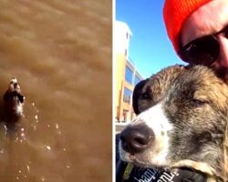 Lost Dog Begins Drowning In Icy River, Stranger Risks Life & Dives In To Save Him
