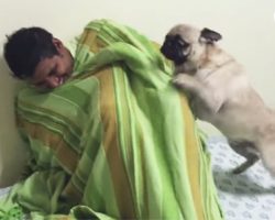 Pug Dog FREAKS OUT After Reunited With Hiding Uncle