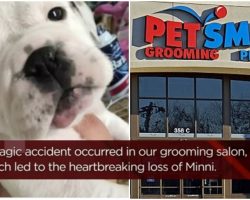 Dog Mom Drops Pup Off At PetSmart To Be Groomed, She Dies 13 Minutes Later