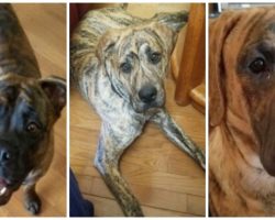 Couple Needs Help Finding Their 3 Dogs Who Vanished From Yard Together
