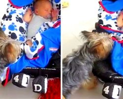 Tiny Dog Sees Her Baby Brother Is Not Tucked In, So She Tucks Him In Herself
