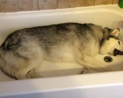Mom Pulled Back The Shower Curtain To Find Husky In Tub, Throwing “Temper Tantrum”