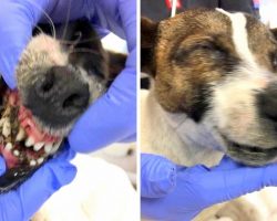 Owner Seals Dog’s Eyes And Mouth Shut With Superglue, Dumps Her On A Busy Road