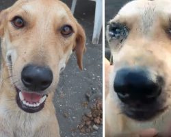 Dog Left Behind On An Island During A Volcanic Eruption Had Nowhere To Go