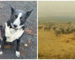 Dog Hailed A Hero For Saving Flock Of Sheep From Australian Bushfires