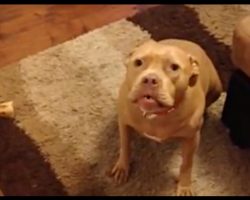 Pit Bull Doesn’t Like Her Dad Coming Home Late And Gives Him An “Earful”