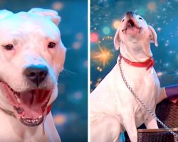 Pit Bull Enthralls Audience With A Powerful Rendition Of Whitney Houston Song