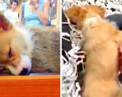 Puppies Allegedly Being Drugged & Kept Sedated In Glass Cases In Local Pet Store