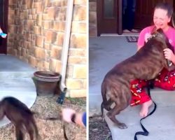 Girl In Tears As Parents Adopt Her Favorite Dog From Shelter She Volunteers At