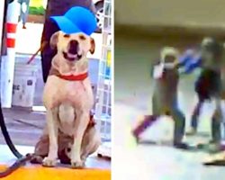 Gas Station Adopts Abused Dog, He Pays Back By Saving Them From Armed Robbers