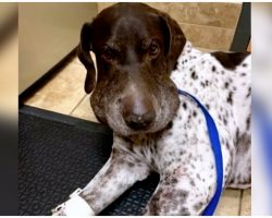 Rattlesnake Latches Onto Dog & Bites Him 5 Times As Dog Tries To Break Free