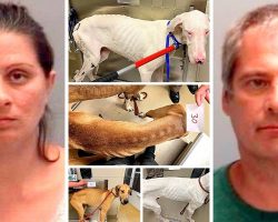 Couple Starves & Neglects 32 Dogs For Months, Dogs Barely Alive In Filthy Home