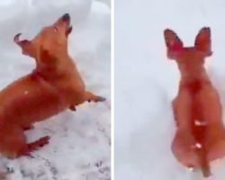 Tiny, Excited Dog Almost Disappears As He Leaps Like A Bunny To Play In Snow